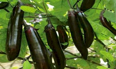 পাবনার চাটমোহরে বেগুনের কেজি ৫ টাকা!