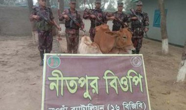 পোরশা সীমান্তে মালিকবিহীন গরু উদ্ধার
