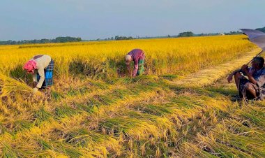 বুড়িচংয়ে দাবদাহ উপেক্ষা করে ধান কাটতে ব্যস্ত কৃষক
