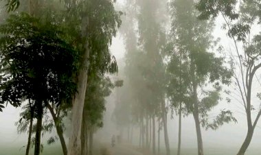 দিনাজপুরে সড়ক প্রশস্তকরণের বলি হচ্ছে শত শত গাছ!