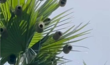 নড়াইলে বিলুপ্তির পথে বাবুই পাখির বাসা!!