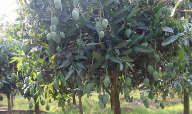 নওগাঁ জেলা প্রশাসনের বেঁধে দেওয়া সময়সূচী অনুযায়ী ১১ টি উপজেলার বাগানে আম সংগ্রহ শুরু আজ