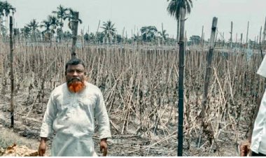 কেশবপুরে দু'টি পানের বরজ আগুনে  পুড়ে ছাই/ক্ষতি ২৫ লাখ টাকা