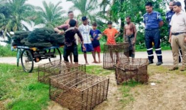 নওগাঁ জেলার ১১ উপজেলায়  রাণীনগর আত্রাইয়ে নিষিদ্ধ রিংজালসহ বানা ভূষ্মিভূত