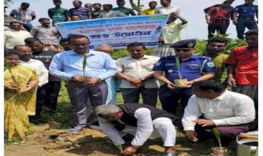 নওগাঁর মন্দা বদ্দপুরে তালগাছ চারা রোপন শুভ উদ্বোধন করেন এমপি  গামা
