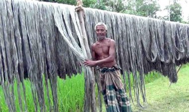 নওগাঁর বিভিন্ন উপজেলায় পাট চাষে আগ্রহ বাড়ছে ও দাম ভালো হওয়ায়  চাষীদের মুখে হাসি
