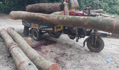 বালিয়াকান্দিতে গাছের গুড়ি চাপায়  নসিমন চালকের মৃত্যু