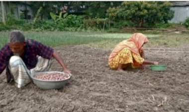 চিরির বন্দরের আলু চাষিরা ব্যস্ত সময় পার করছেন