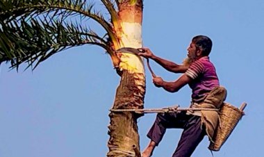 হারিয়ে যেতে বসেছে সেই গ্রামবাংলার খেজুর গাছের ঐতিহ্য।