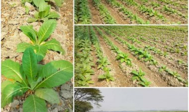 চাটমোহর উপজেলায় বিভিন্ন গ্রামে বাড়ছে তামাক চাষ