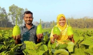 নওগাঁর বর্ষাইল চাঁদপুর গ্রামে বৃষ্টি বানু নতুন জাতের লাউ-বেগুন চাষ করে আলোড়ন সৃষ্টি!