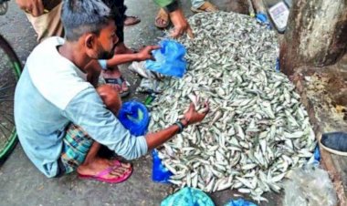 গলাচিপায় নিষিদ্ধ জালের ব্যবহারে ধ্বংস হচ্ছে পোনা মাছ