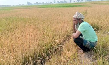 নওগাঁয় মাদ্রাসার ৮০ বিঘা জমিতে আগাছানাশক কীটনাশক স্প্রে করে বোরোধান নষ্ট