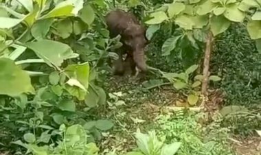 নাইক্ষ্যংছড়ি সীমান্তে স্থলমাইন বিস্ফোরণে আহত বন্য হাতির চিকিৎসা শুরু
