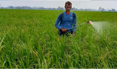 নওগাঁর পত্নীতলা উপজেলার ১১টি ইউনিয়নে ৬৬শ হেক্টর জমিতে আউশ ধান পরিচর্যায় ব্যস্ত সময় পারকরছেন