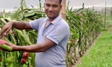নওগাঁর মহাদেবপুরে ড্রাগন ফল চাষ করে সফল হচ্ছেন প্রন্তিক কৃষক