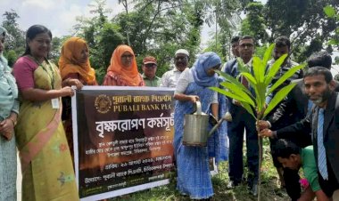 চিরিরবন্দরে পূবালী ব্যাংক পিএলসি,উপ-শাখার উদ্যোগে বৃক্ষরোপন