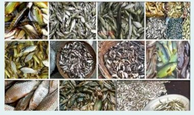 বুড়িচংয়ে  হারিয়ে যাচ্ছে দেশীয় প্রজাতির মাছ