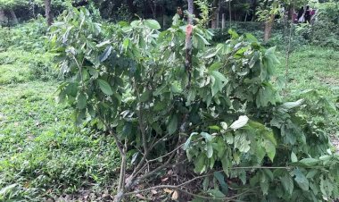রাতের আঁধারে কৃষকের লটকন বাগান কেটে দিলো দুর্বৃত্তরা