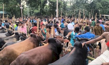 বুড়িচংয়ে   কুরবানির পশুর হাট জমে উঠেছে