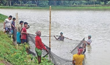 পাবনার সাদুল্লাপুর-চরতারাপুর কোল সংস্কার : পরিকল্পিত উন্নয়নে কৃষি, মৎস্য, পরিবেশ, পর্যটন ও কর্মসংস্থানের অপার সম্ভাবনা