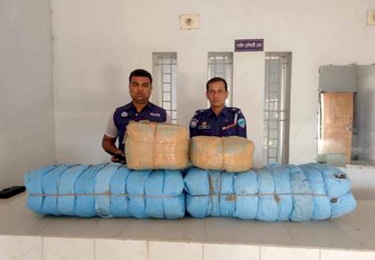 বুড়িচংয়ে বাগান থেকে বিপুল পরিমাণ গাঁজা উদ্ধার হলেও আসামি পলাতক!