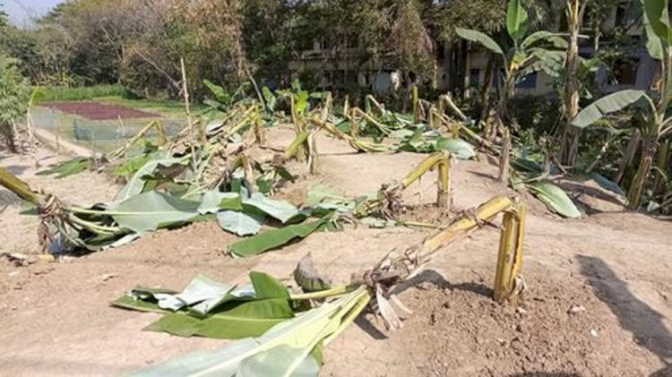 নওগাঁর রাণীনগরে সাবেক এমপির আনোয়ার হোসেনের ৯০ টি কলাগাছ কেটেছে ছয়লাপ