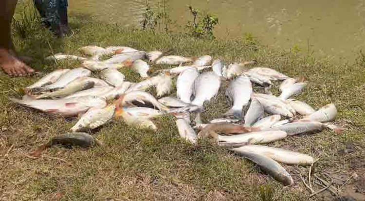 নওগাঁয় পুকুরে বিষাক্ত গ্যাস ট্যাবলেট দিয়ে লক্ষাধিক টাকার মাছ নিধন