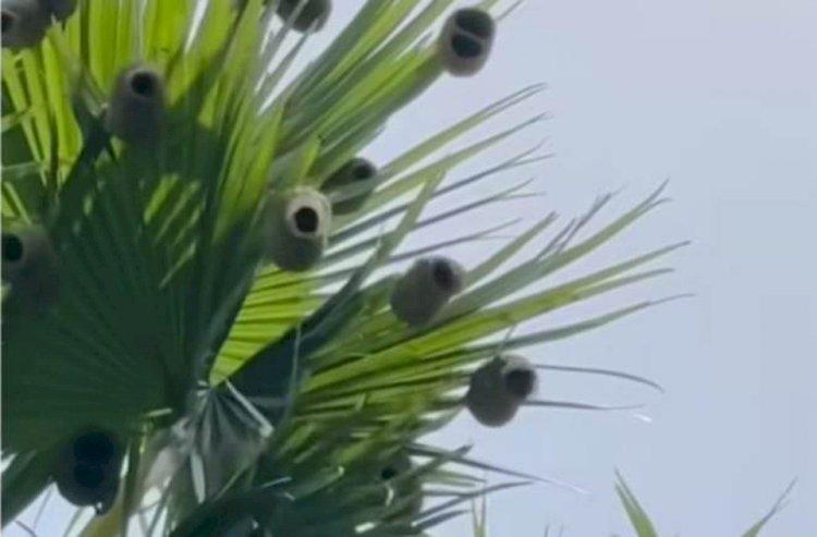 নড়াইলে বিলুপ্তির পথে বাবুই পাখির বাসা!!