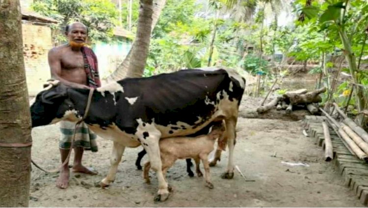 মনিরামপুরে গরুর দুধ পান করছে ছাগলে,  প্রতিদিন ভিড় করছে শতশত মানুষ