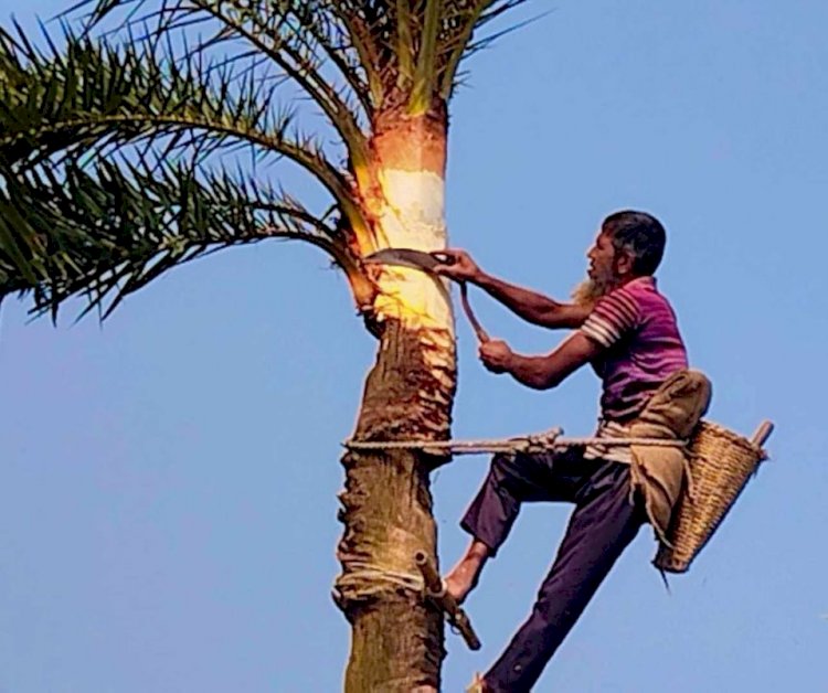 হারিয়ে যেতে বসেছে সেই গ্রামবাংলার খেজুর গাছের ঐতিহ্য।