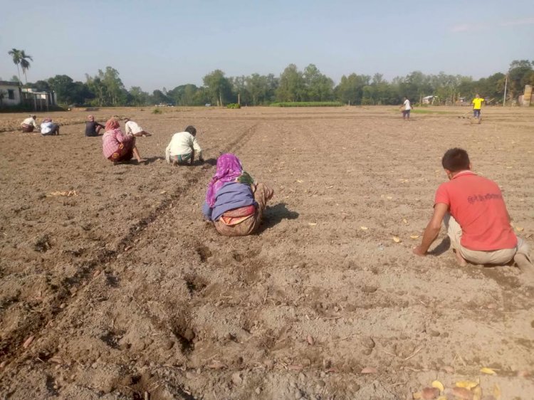 ঠাকুরগাঁওয়ে আলু চাষে ব্যস্ত সময় পার করছেন চাষিরা