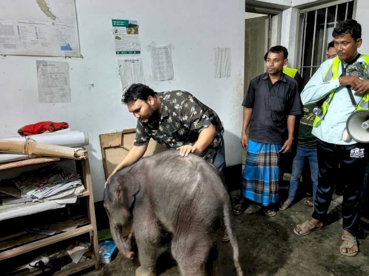 টেকনাফের পাহাড়ে বন্য হাতির বাচ্চা প্রসব,মা হাতির মৃত্যু