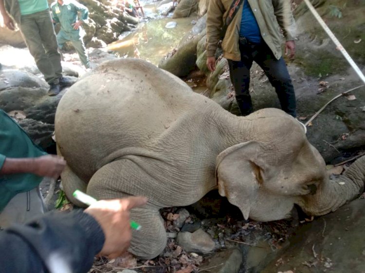 টেকনাফের গহীন পাহাড়ে বন্যহাতির আকর্স্মিক মৃত্যু!