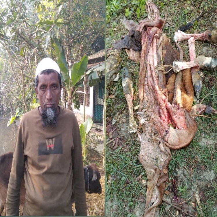 মির্জাগঞ্জে গরু চুরি মালিকের বাড়ির পাশেই জবাই করে রেখে গেছে চারটি পা, চামরা