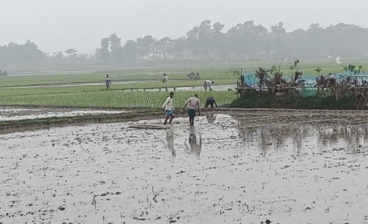 বুড়িচংয়ে  বোরো চাষে ব্যস্ত সময় পার করছেন কৃষকরা