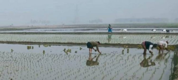 শীত উপেক্ষা করে মাঠে ও রাস্তায়  চিরিরবন্দরের খেটে খাওয়া মানুষ