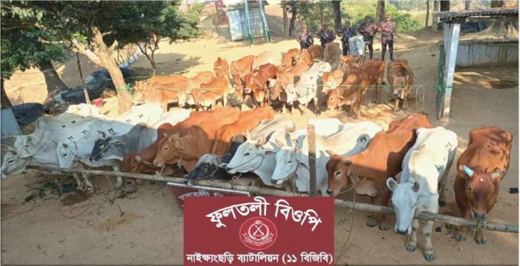 নাইক্ষ্যংছড়ি'র ফুলতলী পয়েন্টে ১১বিজিবির হতে ৩১টি বার্মিজ গরু জব্দ!