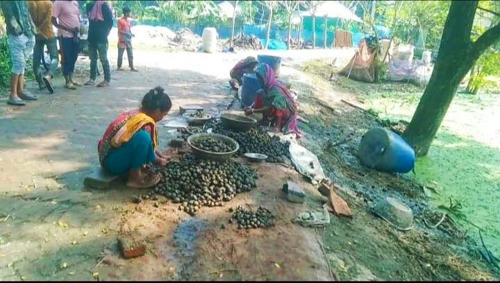 নড়াইলের কুড়ানো শামুক স্থানীয় চাহিদা মিটিয়ে পাড়ি দিচ্ছে বিভিন্ন জেলায়