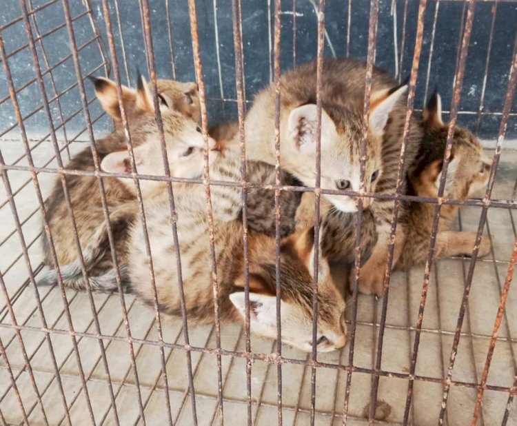 টেকনাফে ৫'টি মেছো বাঘের শাবক উদ্ধার