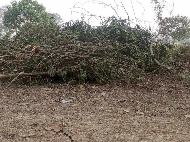 বদলগাছীতে  সরকারি গাছ কেটে আত্মসাৎ করে বিক্রির অভিযোগ, এলাকায় ব্যাপক আলোচনা ও সমালোচনা