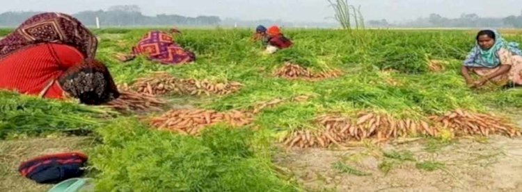 নওগাঁয় গাজর সাড়ে ৩ কোটি টাকার বিক্রির সম্ভাবনা