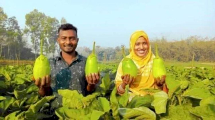 নওগাঁর বর্ষাইল চাঁদপুর গ্রামে বৃষ্টি বানু নতুন জাতের লাউ-বেগুন চাষ করে আলোড়ন সৃষ্টি!