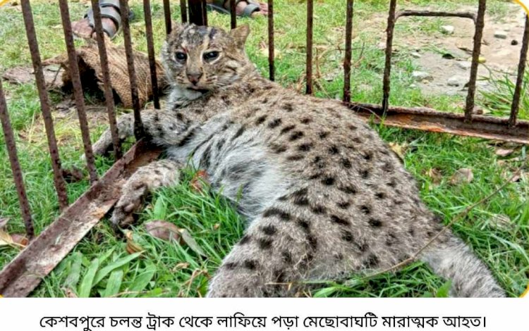 কেশবপুরে চলন্ত ট্রাক থেকে লাফিয়ে পড়া মেছোবাঘটি বাঁচানো গেলো না