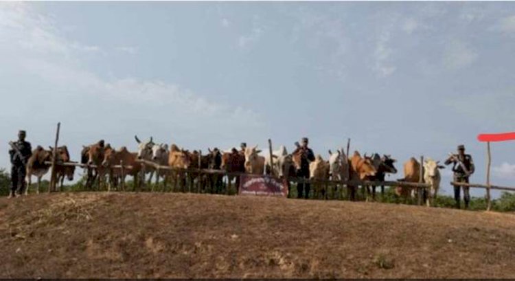 নাইক্ষ্যংছড়ি ১১ বিজিবির অভিযানে ২০টি বার্মিজ গরু জব্দ