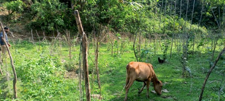 টেকনাফের হ্নীলায় সন্ত্রাসী কায়দায় আপন বোনের ফসলী গাছ কেটে সাবাড় করেছে  বড়ভাই