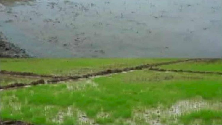 কেশবপুরে আষাড়ের টানা বৃষ্টিতে বিপাকে  পড়েছেন কৃষকরা