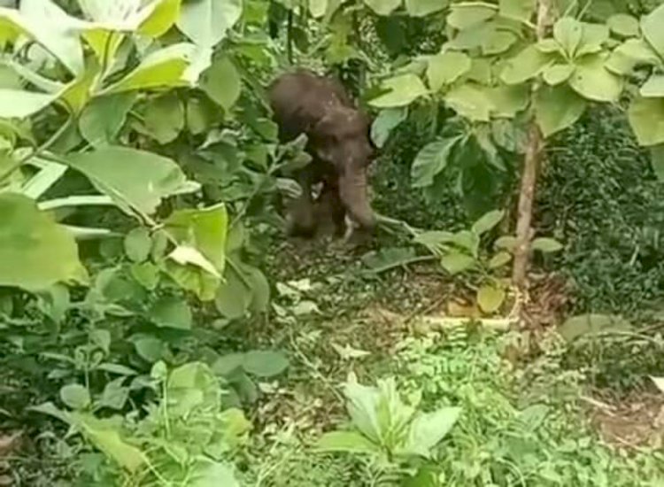 নাইক্ষ্যংছড়ি সীমান্তে স্থলমাইন বিস্ফোরণে আহত বন্য হাতির চিকিৎসা শুরু