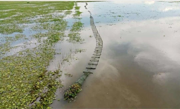 চায়না দুয়ারি জাল গিলে খাচ্ছে বিলের  জলজ প্রাণী