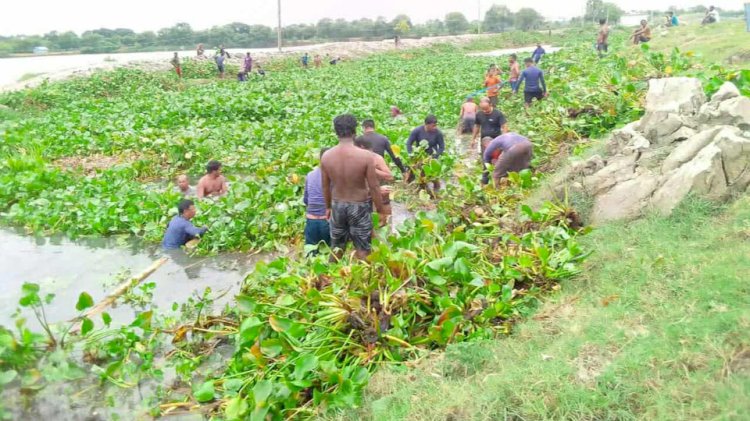 ২৭ বিল এলাকার জলাবদ্ধ পানি নিষ্কাশনে  কচুরিপানা অপসারণের কাজ শুরু